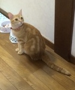cat_4441_1.jpg